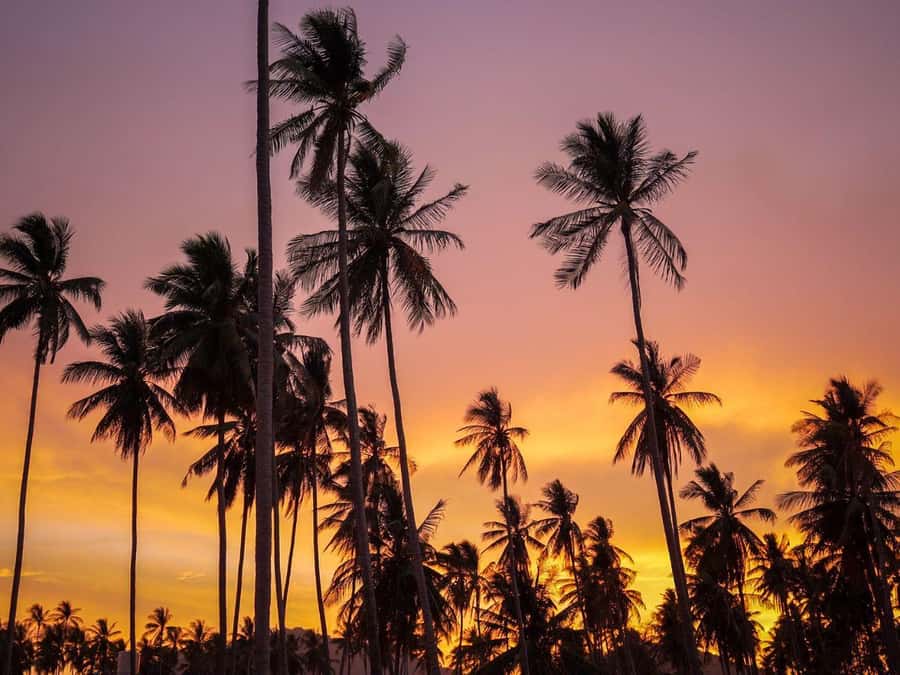 Phuket: Sunset View and Seafood Market Dinner Guided Tour - Turning your market choices into dinner