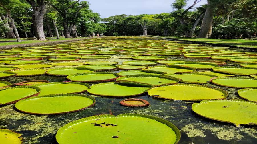Port Louis Market, Botanical Garden -Northern Mauritius Tour - Caudan Waterfront, Chinatown, and Fort Adelaide