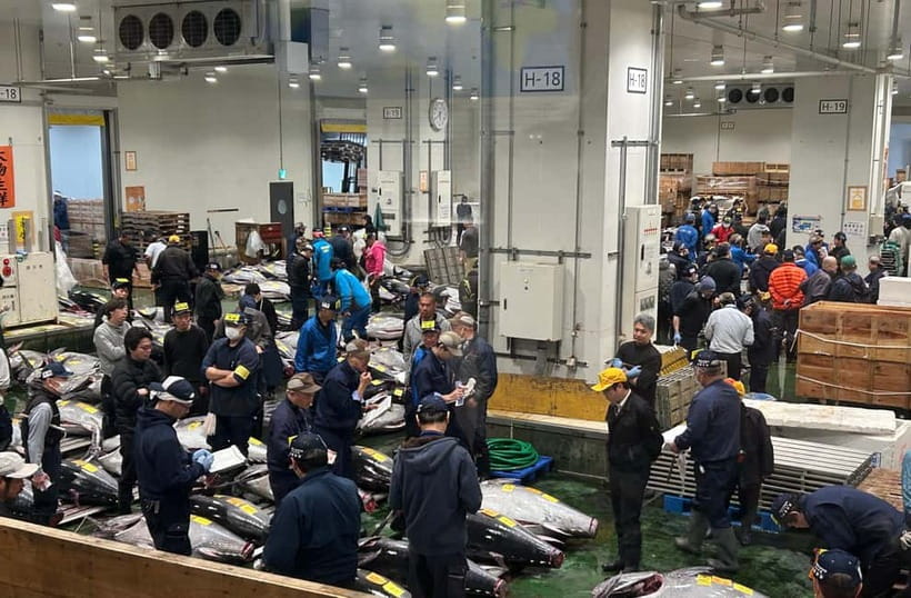 Private Toyosu & Tsukiji Market Adventure with Tuna Auction - Meeting Toyosu before sunrise