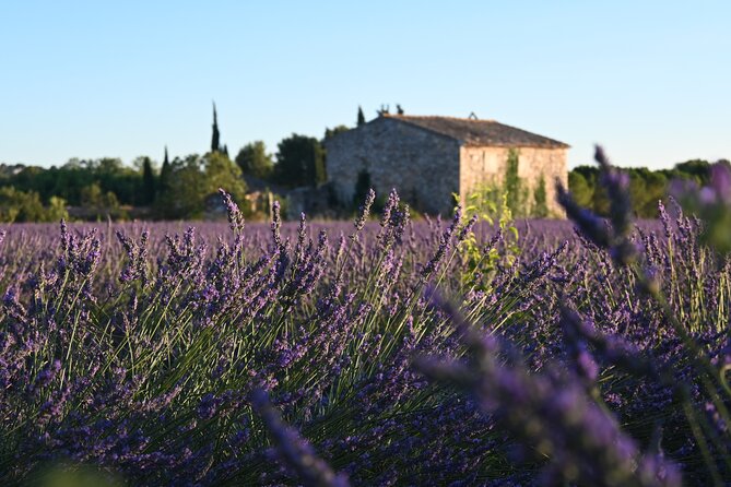Provençal Morning Farmers Market & Food Discovery Tour - Starting at Place Richelme at 9:00 am
