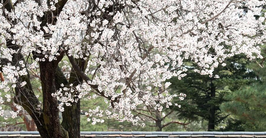 Seoul: Gyeongbokgung Palace Tour & Lunch at Authentic Market - Key points at a glance
