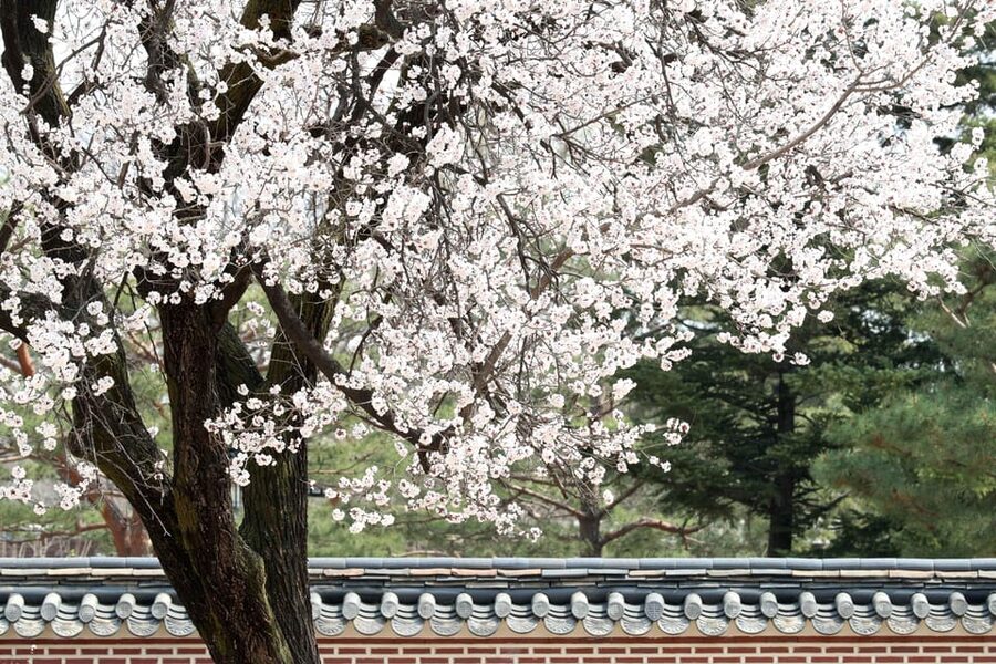 Seoul: Gyeongbokgung Palace Tour & Lunch at Authentic Market - From palace stories to market choices