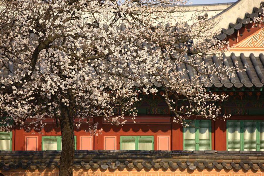Seoul: Gyeongbokgung Palace Tour & Lunch at Authentic Market - Practical timing and booking advice