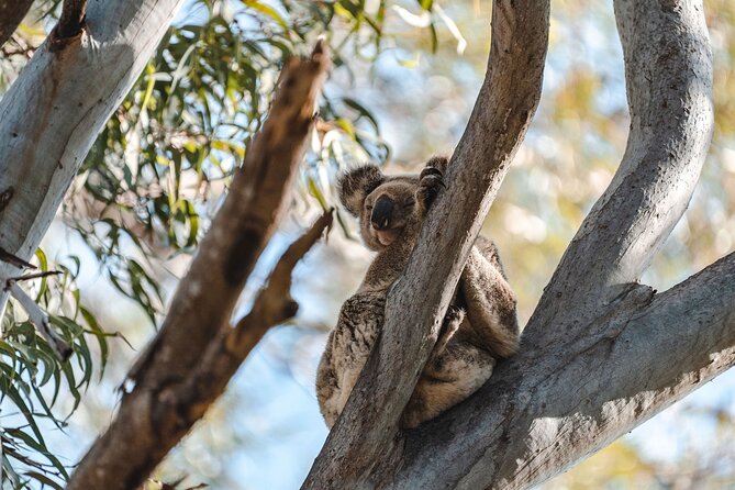 Sunshine Coast Hinterland and Noosa Day Trip from Brisbane Incl Eumundi Markets - Mary Cairncross Scenic Reserve and the Glass House Mountains