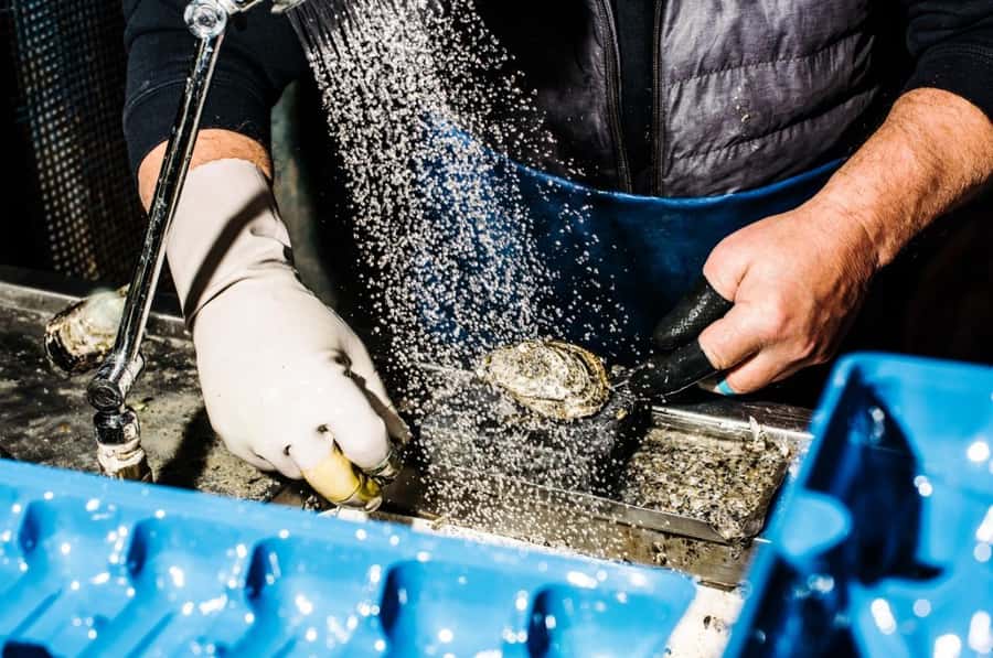 Sydney: Fish Market Food Tour - Quick points before you book