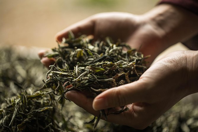Three-Hour Private Chengdu Tea Wholesale Market Tour - Watching tea being dried, processed, and packed
