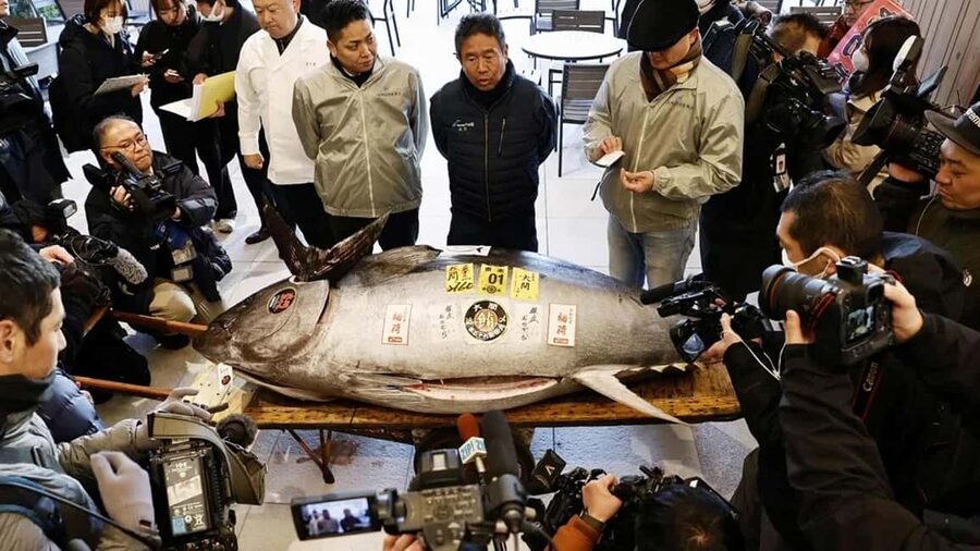 Tokyo: Toyosu Tuna Auction &Tsukiji Market Gourmet Adventure - Key points before you book