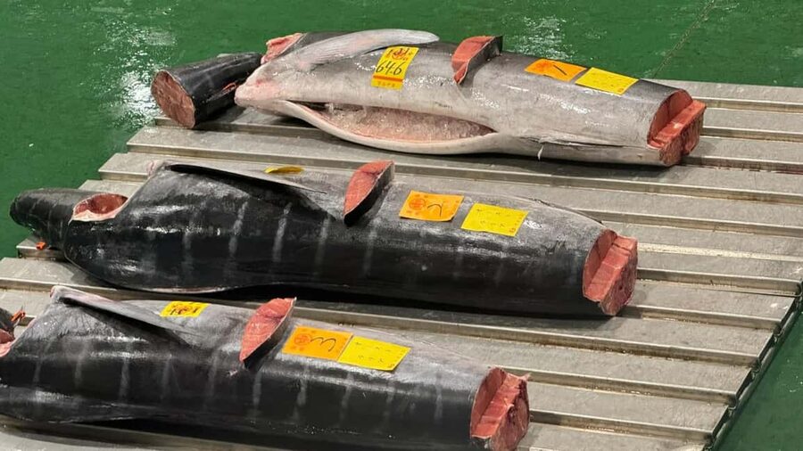Tokyo: Toyosu Tuna Auction &Tsukiji Market Gourmet Adventure - Why the Toyosu tuna auction is worth the early alarm