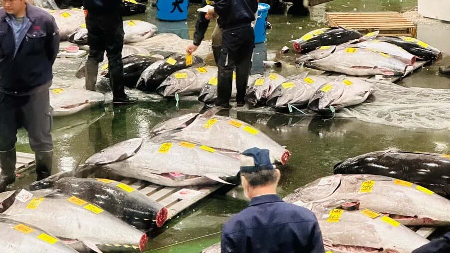 Tokyo: Toyosu Tuna Auction &Tsukiji Market Gourmet Adventure - How the tuna auction viewing works