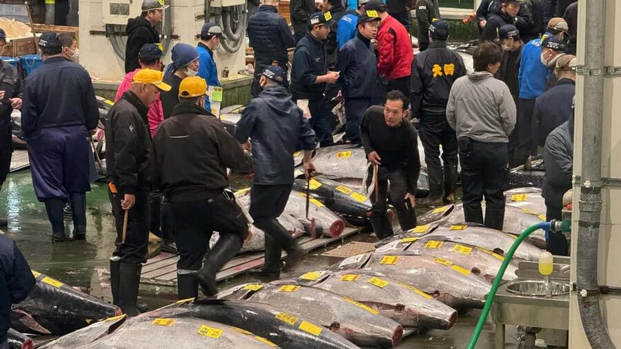 Tokyo: Toyosu Tuna Auction &Tsukiji Market Gourmet Adventure - Toyosu breakfast, from tuna cuts to daily market choices