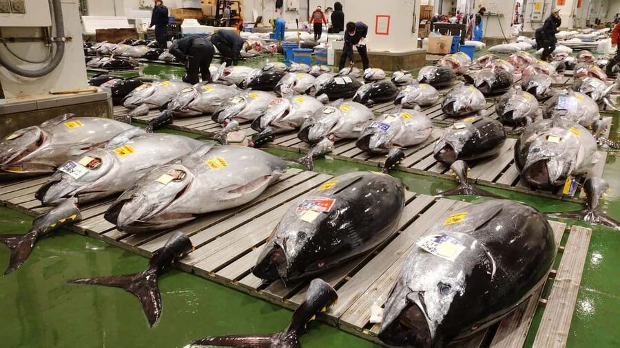 Tokyo: Toyosu Tuna Auction &Tsukiji Market Gourmet Adventure - Getting to Toyosu before the trains start