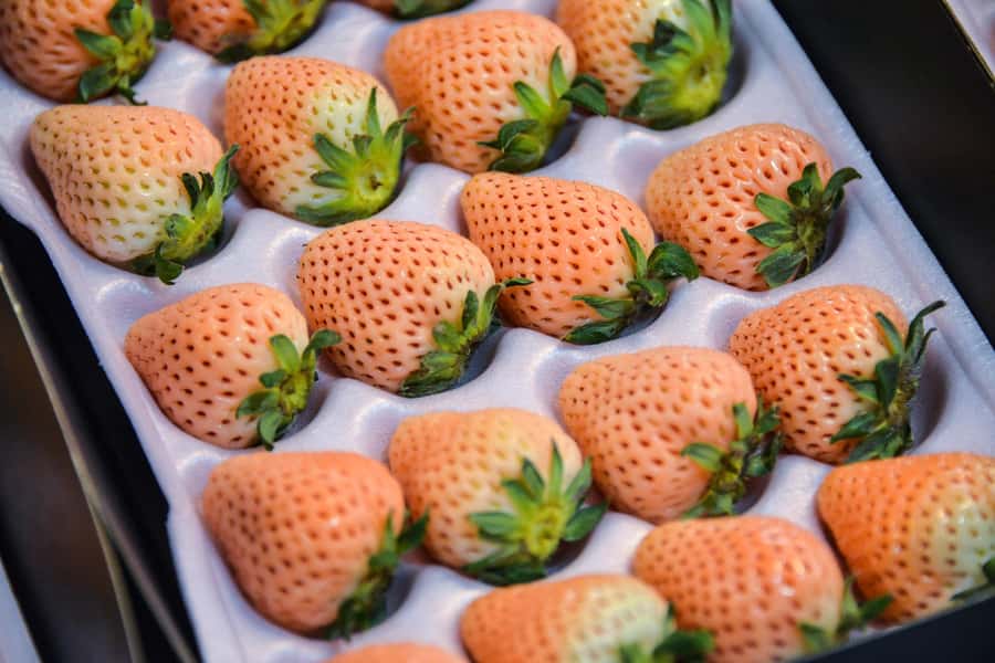 Tokyo : Tsukiji Fish Market Food Walking & Shrine Visit Tour - Key points at a glance