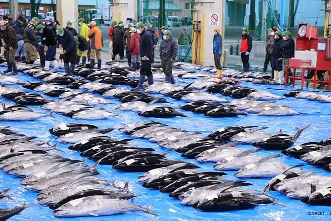 Tuna Auction Market Guided Private Tour in Nachi-Katsuura - Key points at a glance