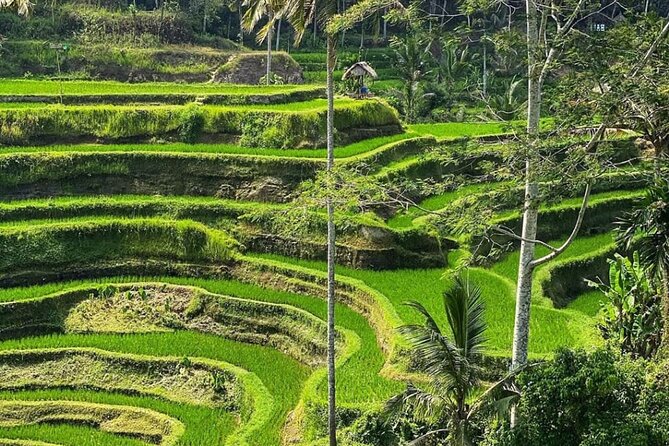 Ubud Day Tour : Waterfall, Temple and Local Night Market Tour - Tegalalang Rice Terrace and Bali’s farming traditions