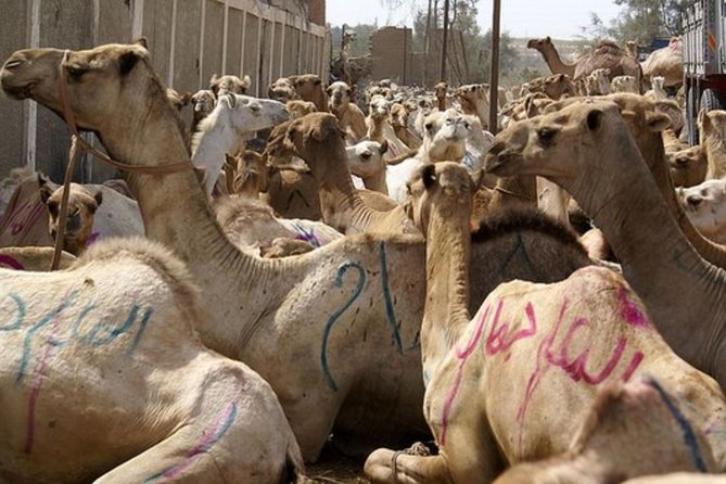 Unusual Tour To The Camel Market Of Birqash - Key points to know before booking