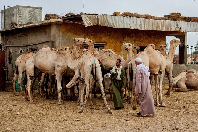Unusual Tour To The Camel Market Of Birqash - Why Birqash is worth the early alarm