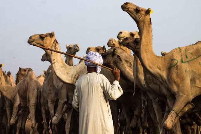 Unusual Tour To The Camel Market Of Birqash - Is the $70 price good value?