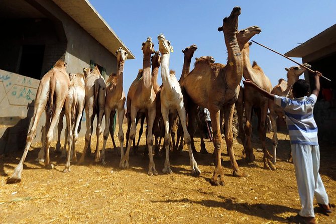 Unusual Tour To The Camel Market Of Birqash - The ride from Cairo to Birqash