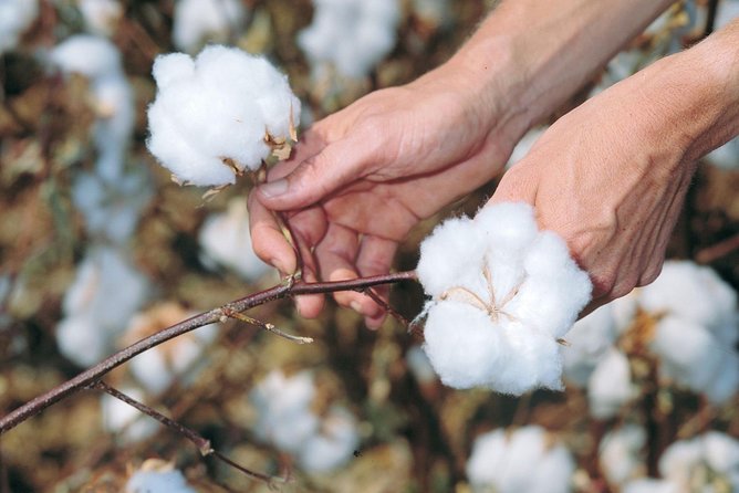 VIP Shopping Private Tour Papyrus Perfume Bazaars and Cotton - Egyptian cotton, from sheets to scarves